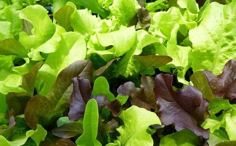 Salad leaves